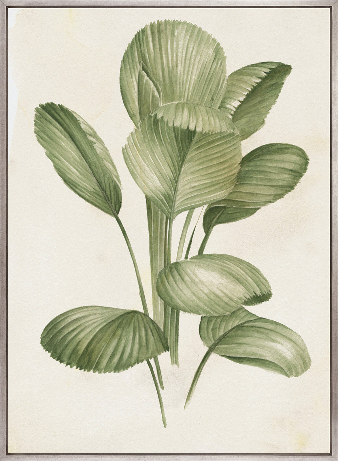 Soft Anaya Palm I (Canvas)