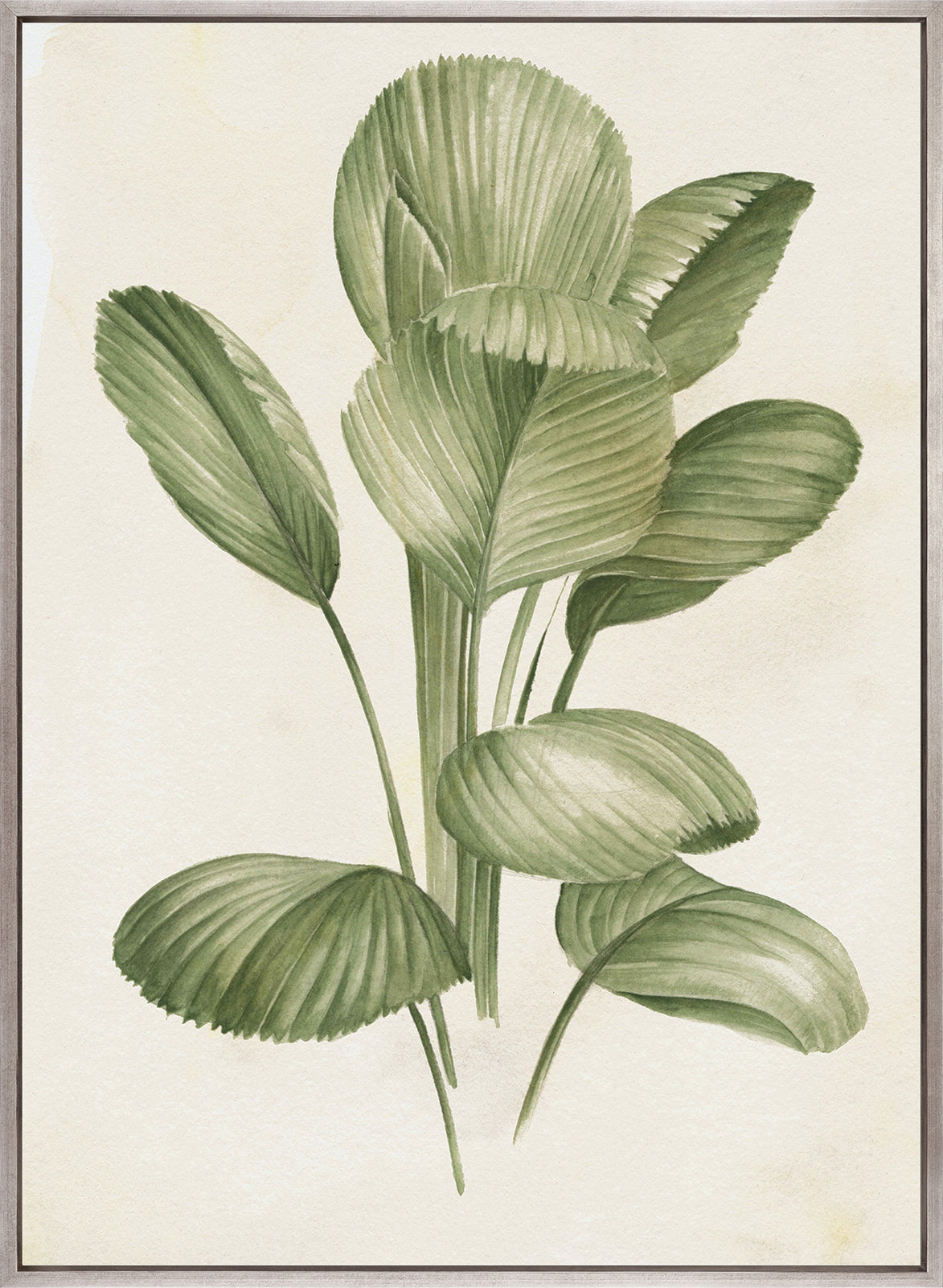 Soft Anaya Palm I (Canvas)