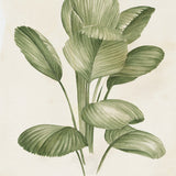 Soft Anaya Palm I (Canvas) Large (903mm W x 1109mm H)