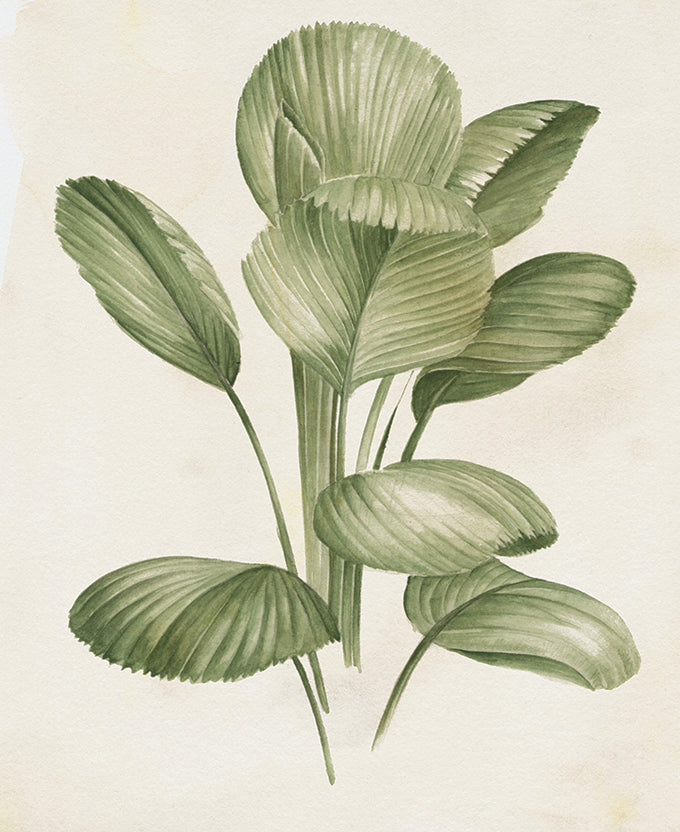 Soft Anaya Palm I (Canvas)