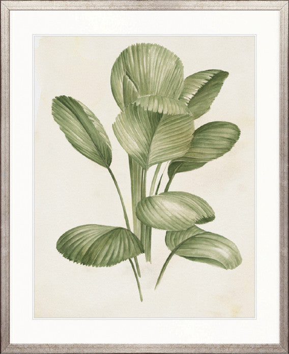 Soft Anaya Palm I