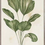 Soft Anaya Palm II (Canvas) Large (903mm W x 1109mm H)