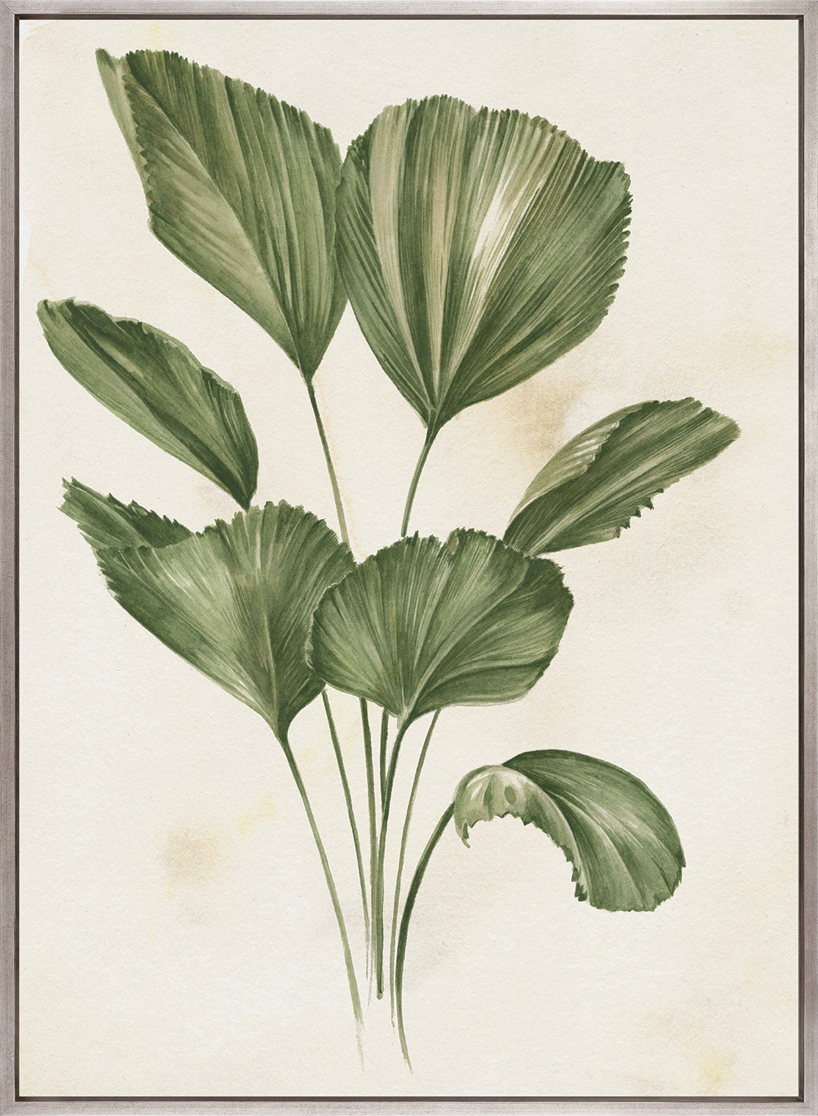 Soft Anaya Palm II (Canvas)