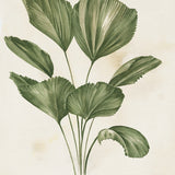 Soft Anaya Palm II (Canvas) Large (903mm W x 1109mm H)