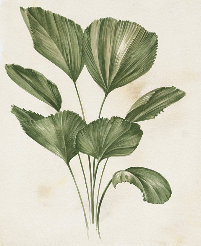 Soft Anaya Palm II (Canvas)