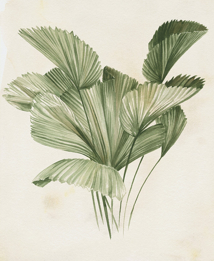 Soft Anaya Palm III (Canvas)