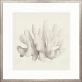 Fanciful Coral II