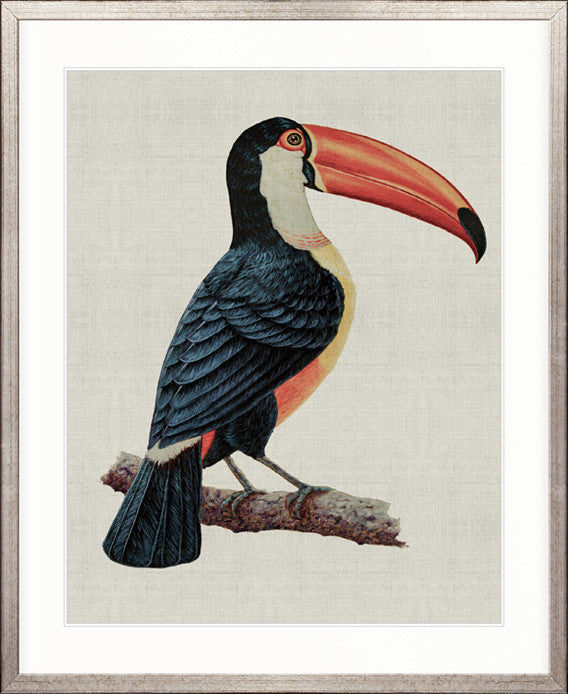 Colourful Toucan I