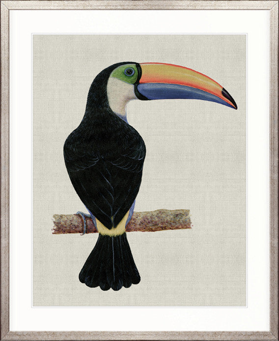Colourful Toucan III