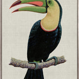Colourful Toucan IV (Canvas)
