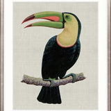 Colourful Toucan IV