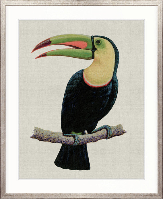 Colourful Toucan IV