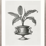 Arborea Collection I Small (465mm W x 560mm H) / Standard Clear Glass