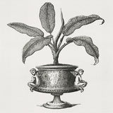Arborea Collection I Small (465mm W x 560mm H) / Standard Clear Glass