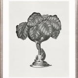 Arborea Collection II Small (465mm W x 560mm H) / Standard Clear Glass