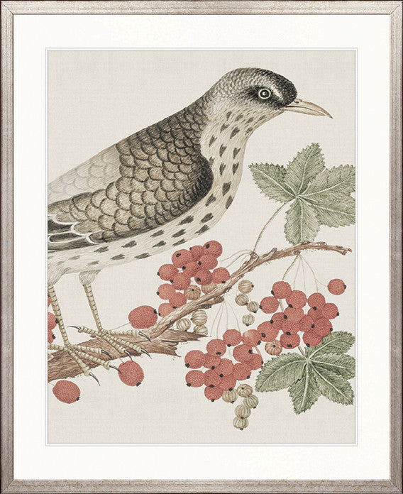 Ariala Bird III