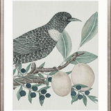Ariala Bird VI