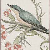 Ariala Bird VII (Canvas)