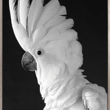 Cockatoo (Canvas)