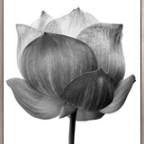 Lotus (Canvas)