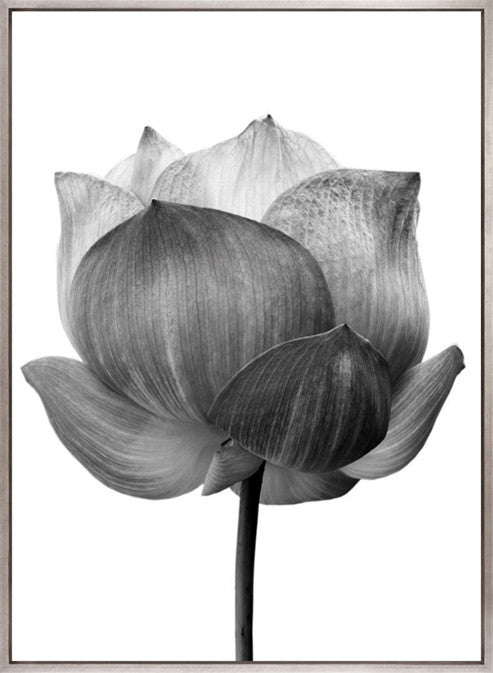 Lotus (Canvas)