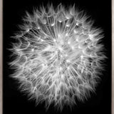 Dandelion (Canvas)