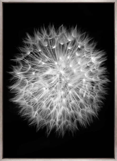 Dandelion (Canvas)