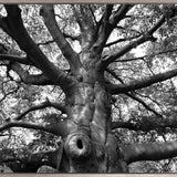 Old Growth (Canvas)