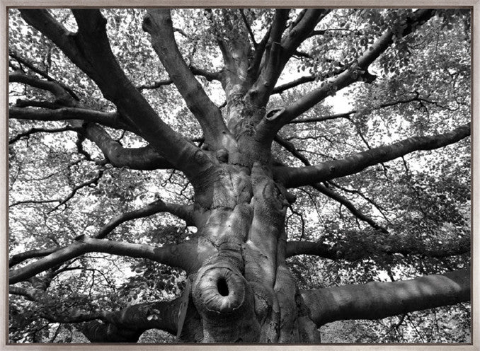 Old Growth (Canvas)