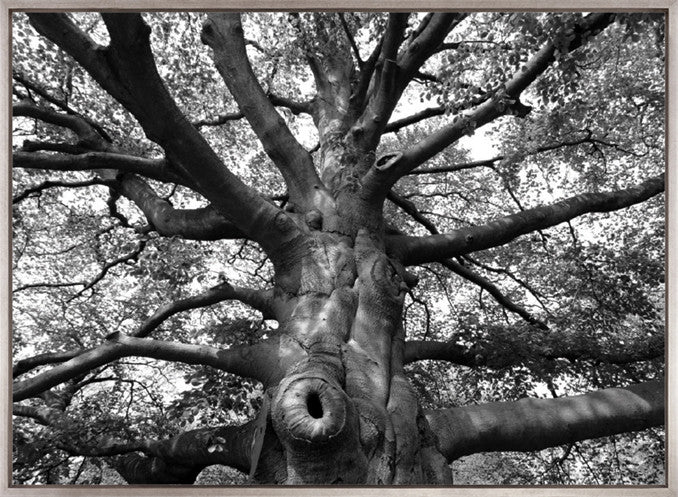 Old Growth (Canvas)