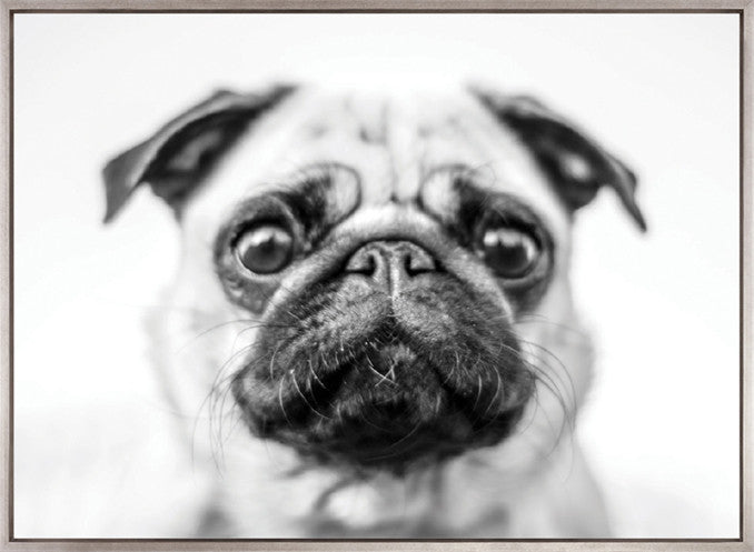 Adorable Pooch (Canvas)
