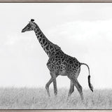Majestic Giraffe (Canvas)
