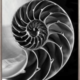 Nature's Symmetry (Canvas)