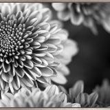 Full Bloom (Canvas)