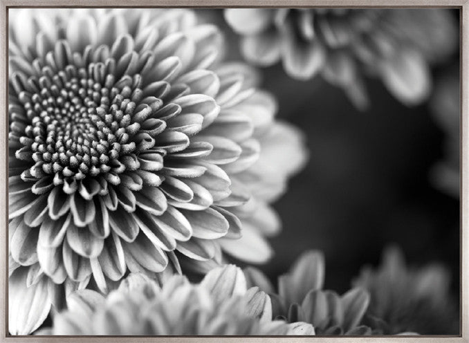 Full Bloom (Canvas)