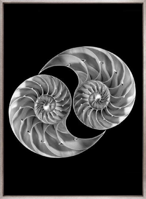 Nautilus Shells (Canvas)