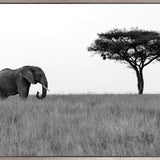Elephant Journey (Canvas)