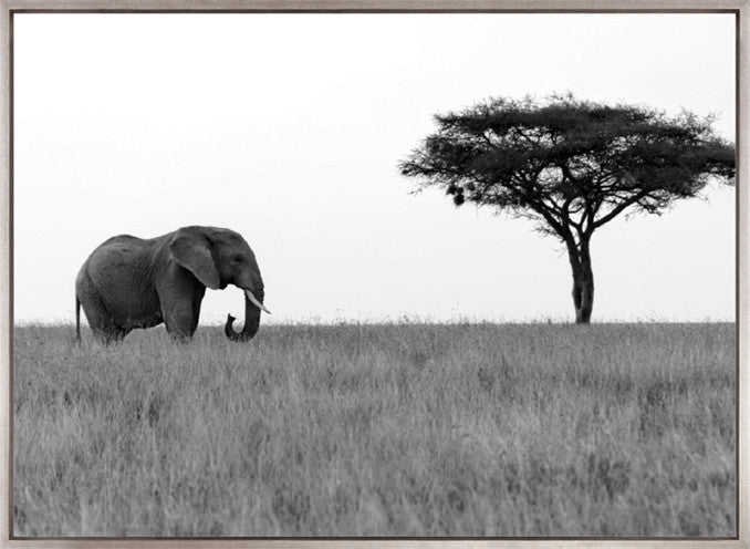 Elephant Journey (Canvas)