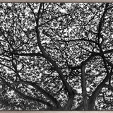 Forest Light (Canvas)
