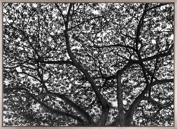 Forest Light (Canvas)
