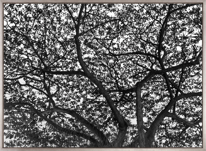Forest Light (Canvas)