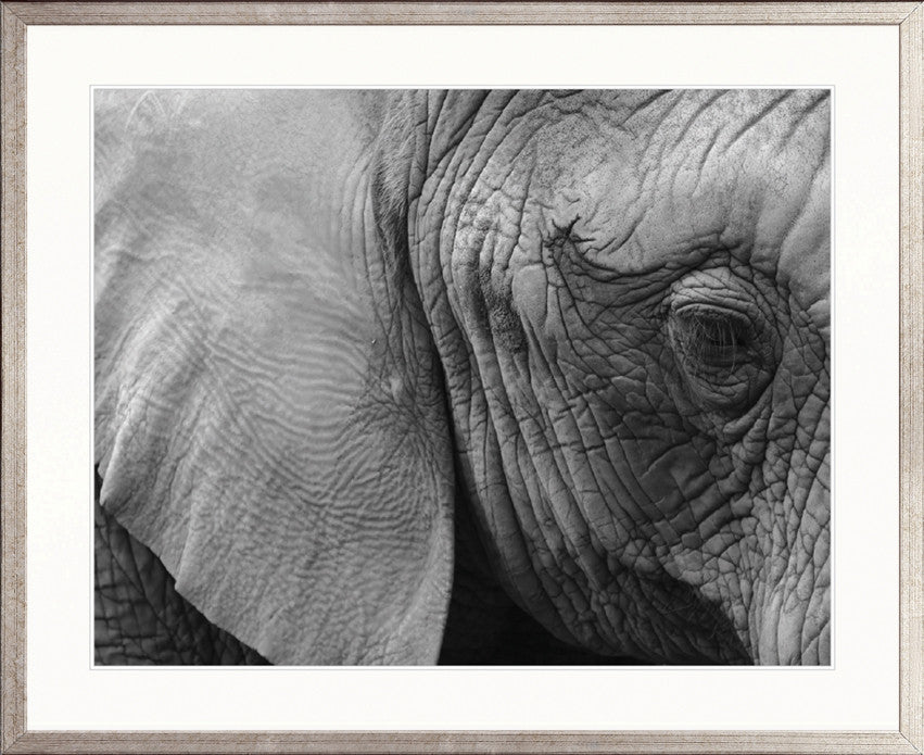 Elephant  Wisdom
