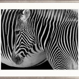 Safari  Stripes