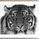 Eye of the Tiger