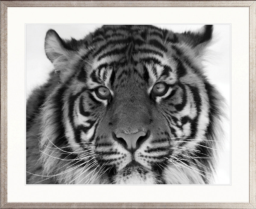 Eye of the Tiger