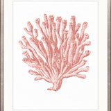 Ashford Soft Coral II