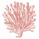 Ashford Soft Coral II