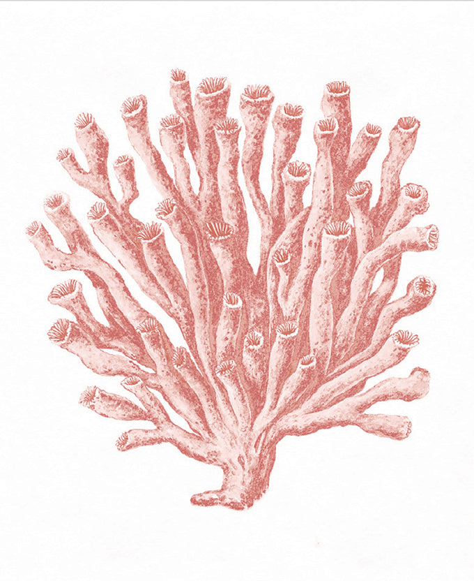 Ashford Soft Coral II