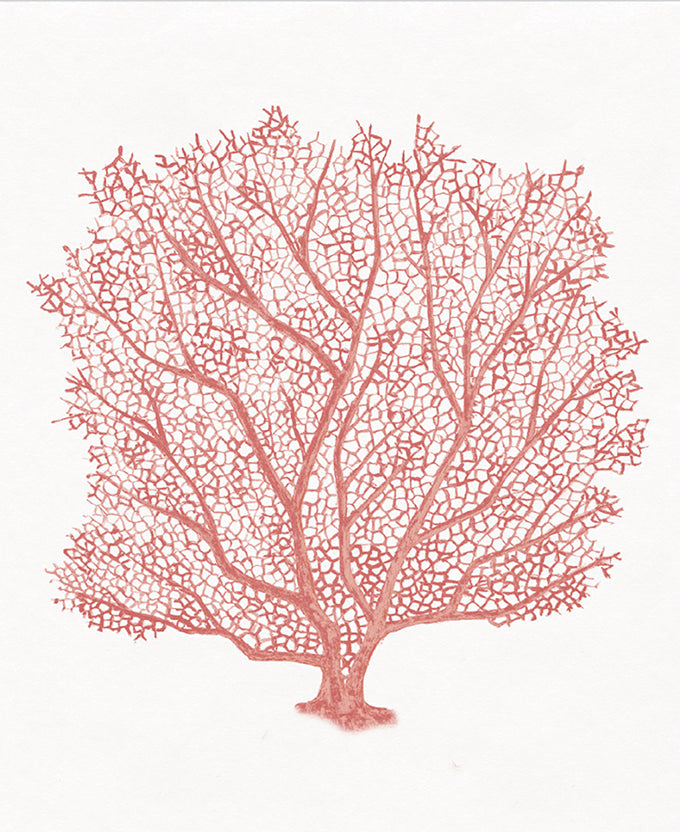 Ashford Soft Coral III