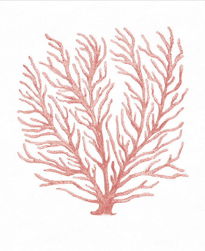 Ashford Soft Coral IV